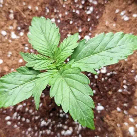 GrowersChoiceNL
