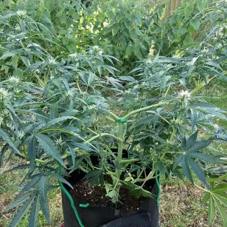 GrowersChoiceNL