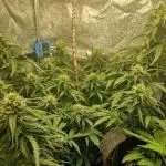 GrowersChoiceNL