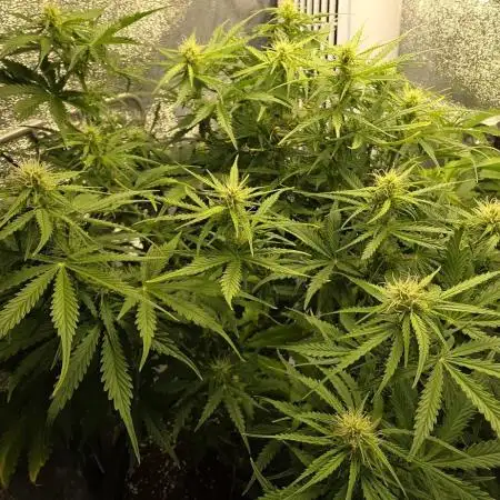 AdvancedSeedsRS11