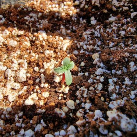 AdvancedSeedsRS11