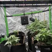 winter season, grow #2 officially