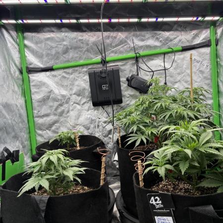 winter season, grow #2 officially