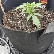 winter season, grow #2 officially