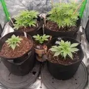 winter season, grow #2 officially