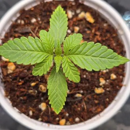 Sleeping Beauty(CopyCat Genetics)