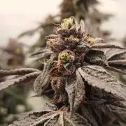 Super Banana Mango