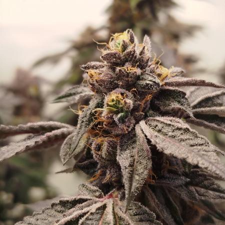Super Banana Mango