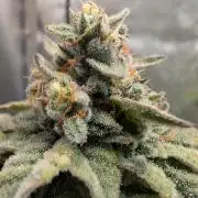 Wizardtrees