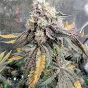 TopG Wizardtrees