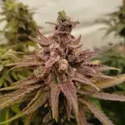 Kings Juice