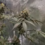 Wizardtrees