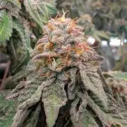 Sapphire Solstice
