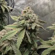 Wizardtrees