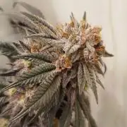 Mimosa Evo