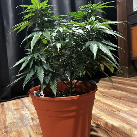 Barney’s Farm Triple Cheese
