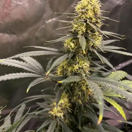 Barney’s Farm Triple Cheese