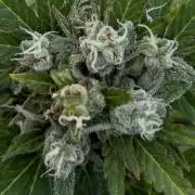 RQS mix