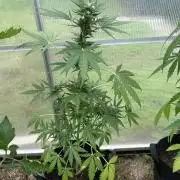 RQS mix