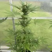 RQS mix