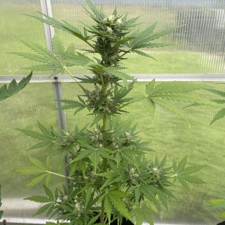 RQS mix