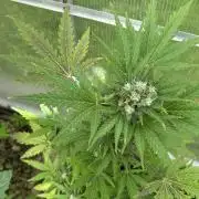 RQS mix