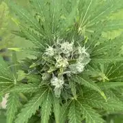 RQS mix