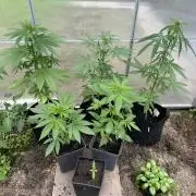 RQS mix