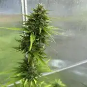 RQS mix