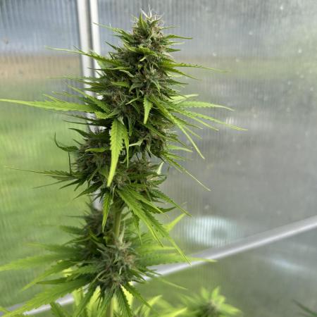 RQS mix
