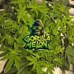 🦍Gorilla Melon🍉