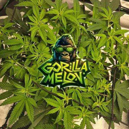 🦍Gorilla Melon🍉