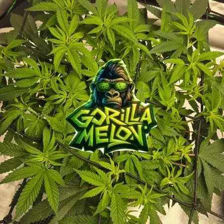 🦍Gorilla Melon🍉