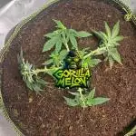 Gorilla Melon Sponsored by Fastbuds