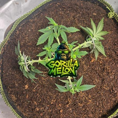 Gorilla Melon Sponsored by Fastbuds