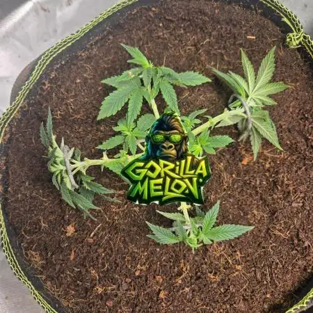 Gorilla Melon Sponsored by Fastbuds