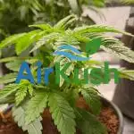 Air Kush by Adonhusa Genetics