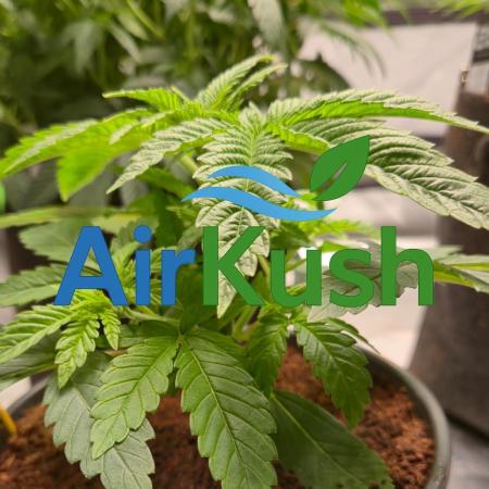 Air Kush by Adonhusa Genetics