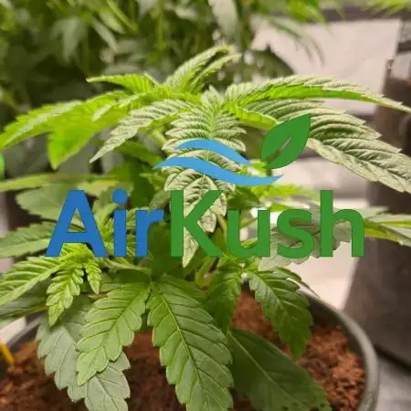 Air Kush by Adonhusa Genetics