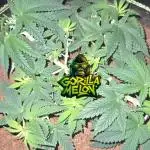 Gorilla Melon Sponsored by Fastbuds
