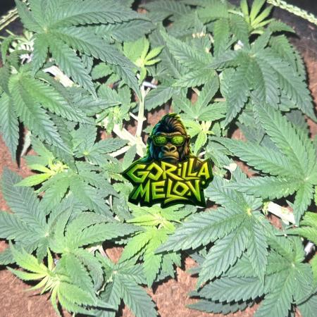 Gorilla Melon Sponsored by Fastbuds