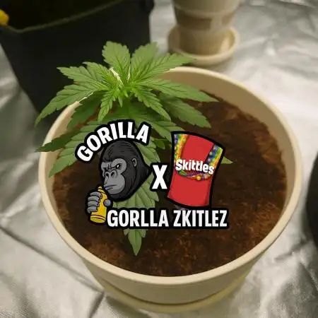 Gorilla Glue x Zkittlez by BarneysFarm
