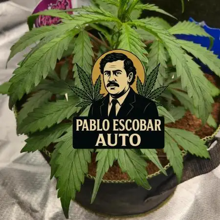 Pablo Escobar Sponsored by Divine Seeds