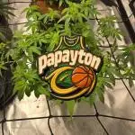 🏀 Papayton🏀