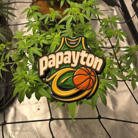🏀 Papayton🏀