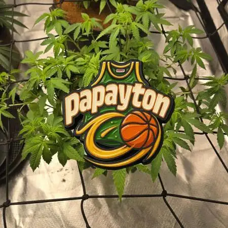 🏀 Papayton🏀
