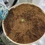 🐺Animal Mints 🚀Community Grow🚀