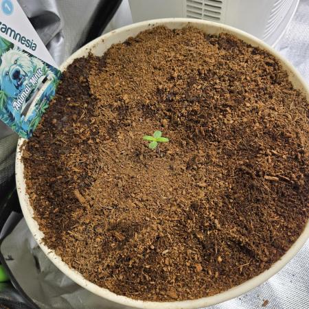 🐺Animal Mints 🚀Community Grow🚀