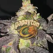 🏀 Papayton🏀
