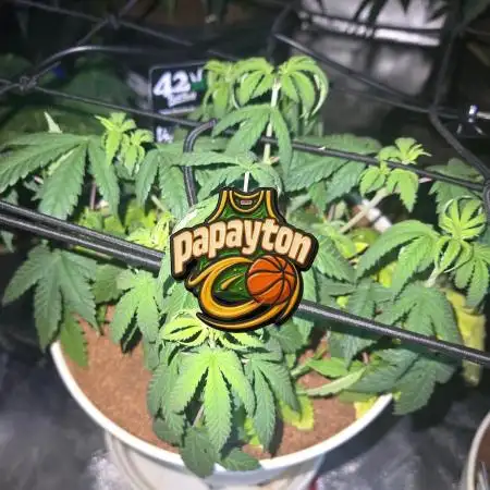 🏀 Papayton🏀 Sponsored by Fastbuds